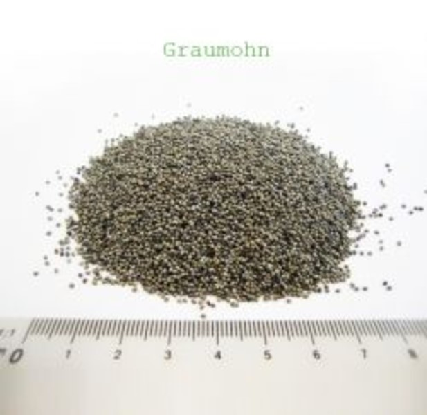 Graumohn 
Bild von Florapower