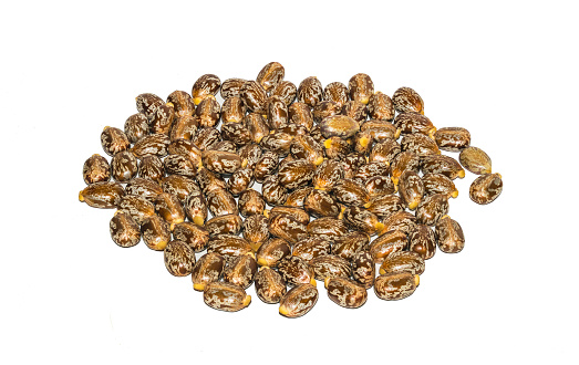 Castor Bean Oil 
Picture from Florapower
